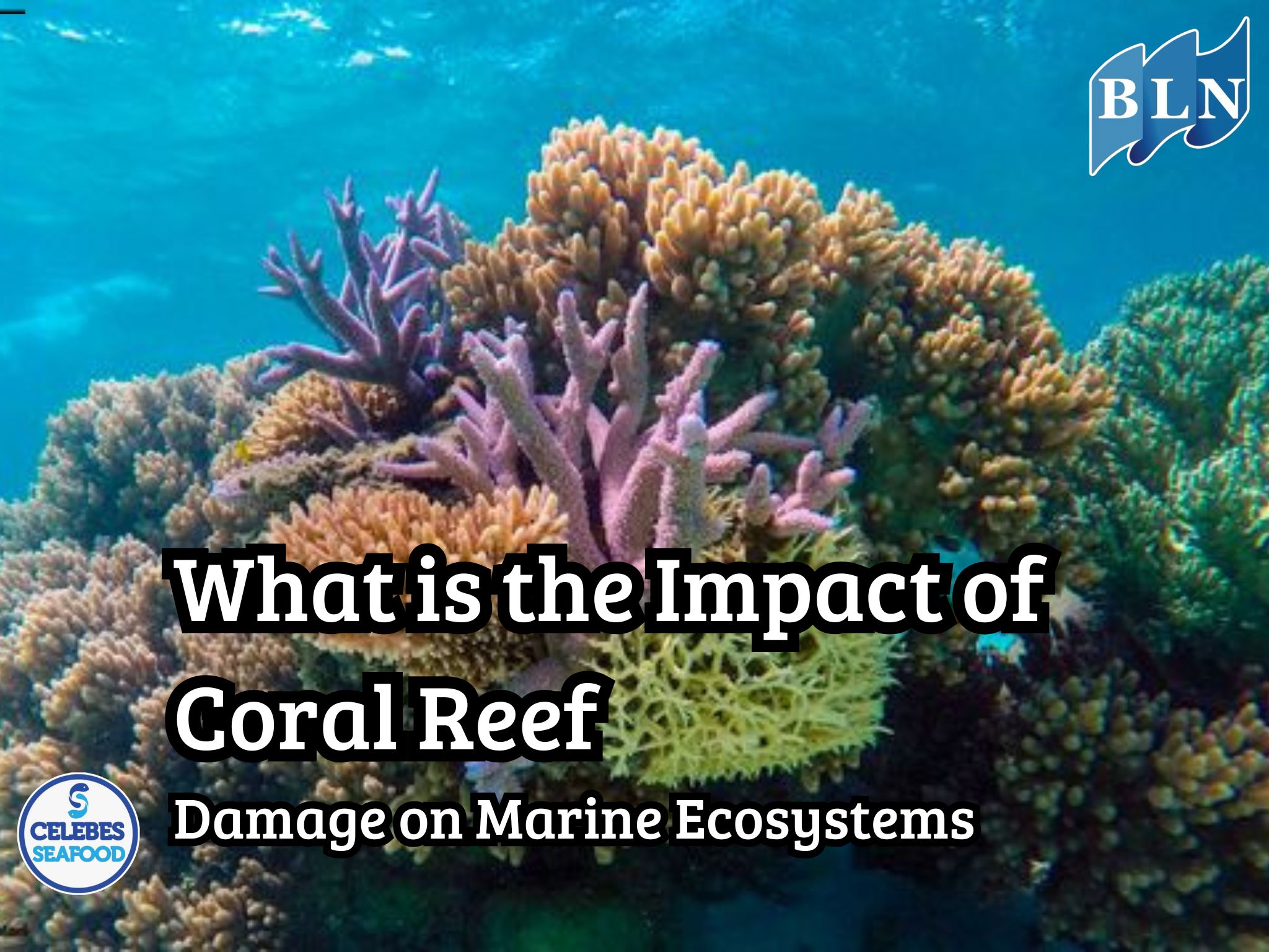 What is the Impact of Coral Reef Damage on Marine Ecosystems